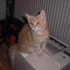 Blanding af racer Sylvester Bor på Fyn nu.