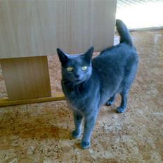 Blanding af racer Feline