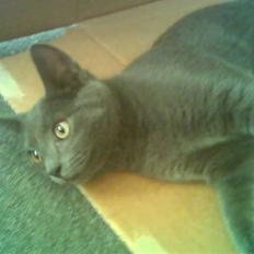 Blanding af racer Feline