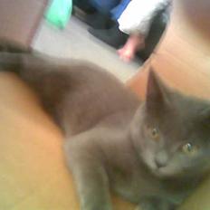 Blanding af racer Feline