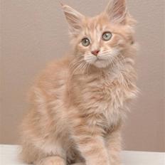 Maine Coon Cherry Cleo