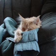 Maine Coon Cherry Cleo