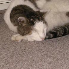 Huskat Tarzan      R.I.P :'(