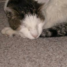 Huskat Tarzan      R.I.P :'(