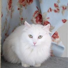 Norsk Skovkat Calina Fou. R.I.P