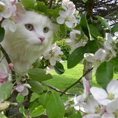 Norsk Skovkat Calina Fou. R.I.P