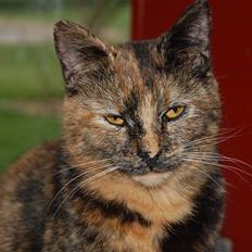 Blanding af racer Clarisha R.I.P.