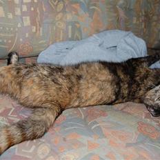 Blanding af racer Clarisha R.I.P.