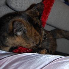 Blanding af racer Clarisha R.I.P.