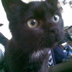 Huskat Louis *R.I.P*