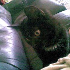 Huskat Louis *R.I.P*