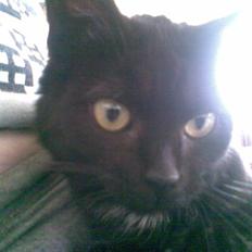 Huskat Louis *R.I.P*