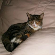 Blanding af racer Rita 