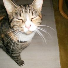 Blanding af racer Rita 