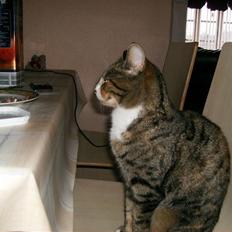 Blanding af racer Rita 