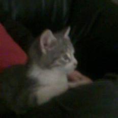 Huskat Idun (cirkeline)