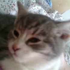 Huskat Idun (cirkeline)