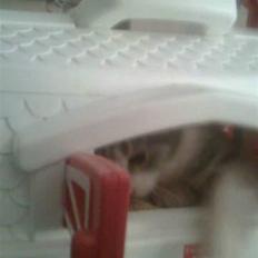 Huskat Idun (cirkeline)