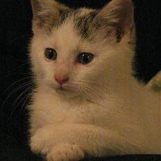 Blanding af racer Feline - tidligere kat. 