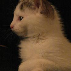 Blanding af racer Feline - tidligere kat. 