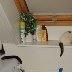 Blanding af racer Feline - tidligere kat. 