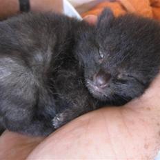 Huskat Jhelia aka My