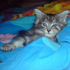 Maine Coon Bølle Bob