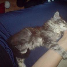 Maine Coon Bølle Bob