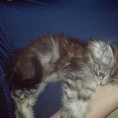 Maine Coon Bølle Bob