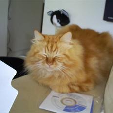 Blanding af racer  Tigerdyr