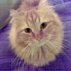 Blanding af racer  Tigerdyr