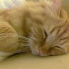 Blanding af racer  Tigerdyr