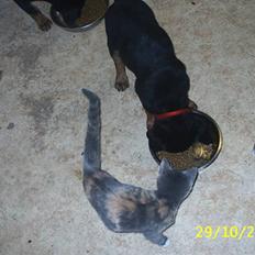 Blanding af racer R.I.P *Berta*