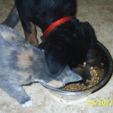 Blanding af racer R.I.P *Berta*