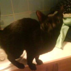 Burmeser Idefix (Rix) - ¤SOLGT¤