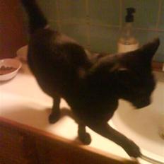 Burmeser Idefix (Rix) - ¤SOLGT¤