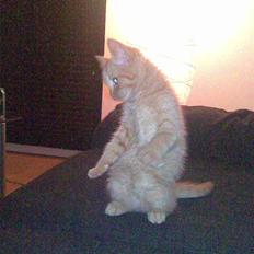 Blanding af racer Karisma