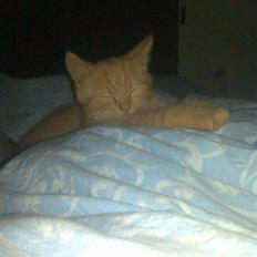 Blanding af racer Karisma