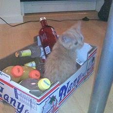 Blanding af racer Karisma