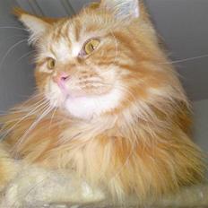 Maine Coon Fister
