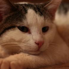 Huskat Sander (min venindes nu)