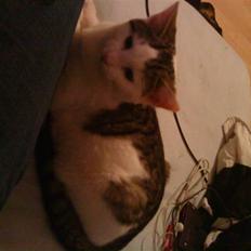 Huskat Sander (min venindes nu)