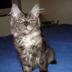 Maine Coon Emma