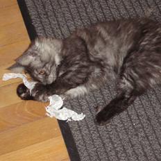 Maine Coon Emma