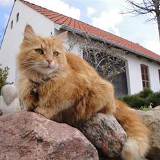 Blanding af racer Kitty <3