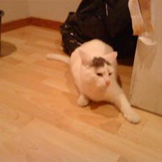 Blanding af racer Missy