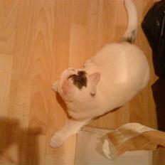 Blanding af racer Missy