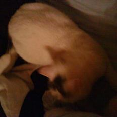 Blanding af racer Missy