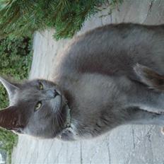 Huskat Guffi