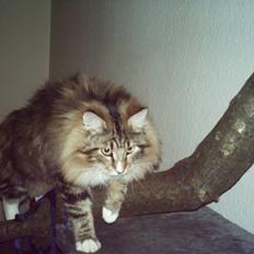 Norsk Skovkat NorwegianWood Sebastian